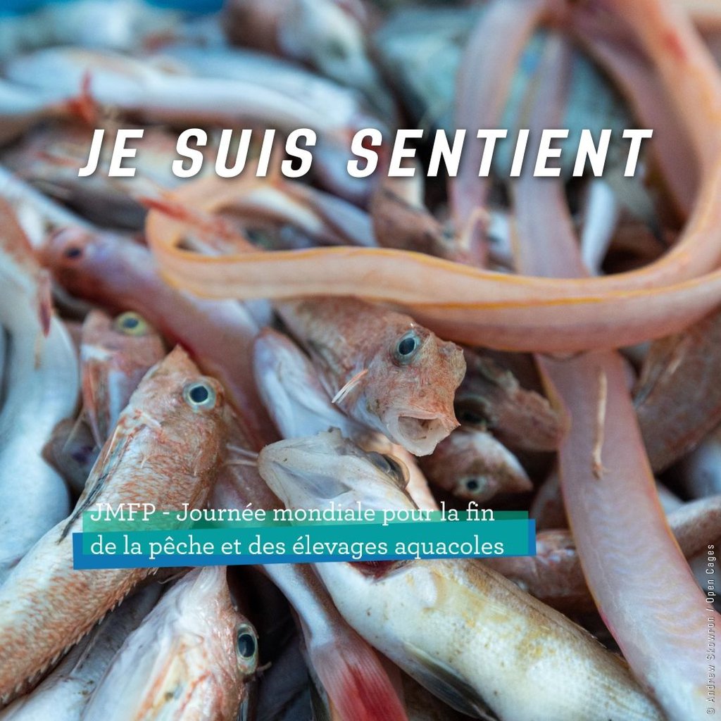 Image en premier plan